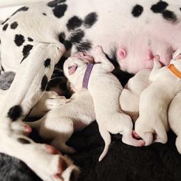 Dalmatian Puppies from Seaside Dalmatians