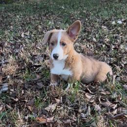 AKC Girl 1 - White and red female Pembroke Welsh Corgi puppy in Montgomery County, Tennessee from Anita’s little Corgi Haven
