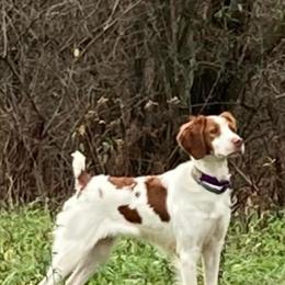 Tina - Brittany