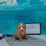 Aussiedoodle and Goldendoodle Puppies from Plumcreek Acres