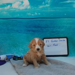 Aussiedoodle and Goldendoodle Puppies from Plumcreek Acres