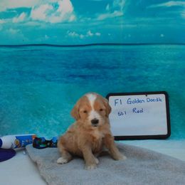 Aussiedoodle and Goldendoodle Puppies from Plumcreek Acres