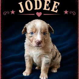 Jodee- Red Merle - Red merle female Australian Shepherd puppy in Hugo, Colorado from Frying Pan Ranch Australian Shepherds