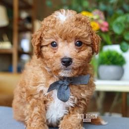Ref - Red male Cavapoo puppy in Salado, Texas from Red Ranch Dogs