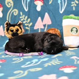 Purple collar - Black and tan female German Shepherd puppy in Ramsey, Illinois from Haus-Farr German Shepherds