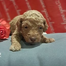 Aussiedoodle and Cockapoo Puppies from Ouachita River Cockapoos