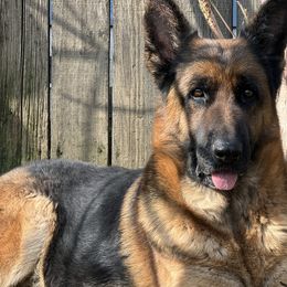 German Shepherds from Von Blackwolf:World Class German Shepherds