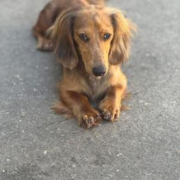 Dachshund Puppies from EntityDachs