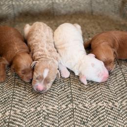 Girl 4 - Apricot female Goldendoodle puppy in Glendale, Arizona from Follow Your Bliss Doodles