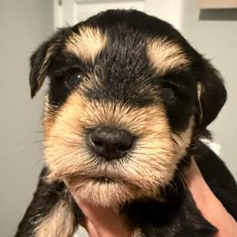 Black and silver girl - Black and silver female Miniature Schnauzer puppy in Avondale, Arizona from Campos Schnauzers
