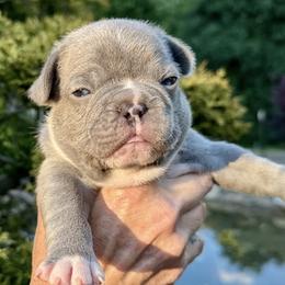 Maverick - Blue male French Bulldog puppy in Pine Township, Pennsylvania from BlueCairo Frenchies