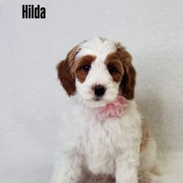 Hilda - Parti female Goldendoodle puppy in Williamson, New York from Lakeside Doodles