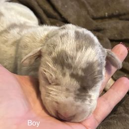 Boy 2 - Merle Great Dane puppy in Pennsylvania from Pocono Mountain Great Danes