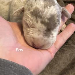 Boy 2 - Merle Great Dane puppy in Pennsylvania from Pocono Mountain Great Danes