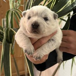 Ivey - Blue female Australian Cattle Dog puppy in Lynd, Minnesota from Diamond Falls Cattle Dogs