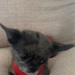 Chanel - Chihuahua