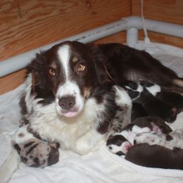 PHOEBE - Australian Shepherd