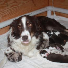 PHOEBE - Australian Shepherd