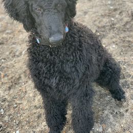 Goldendoodle, Golden Retriever, and Poodle Puppies from Miya's Designer Pups