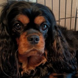 Poppy - Cavalier King Charles Spaniel