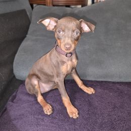 XCF1-Purple-Lou - Chocolate and rust female Miniature Pinscher puppy in Middle Point, Ohio from Knisely's Min Pins-AKC