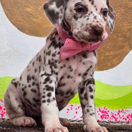 Dotty - White and liver brown female Dalmatian puppy in Sedalia, Missouri from Missouri Dalmatians