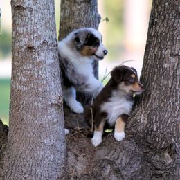 Miniature American Shepherd Puppies from Southern Star Miniature American Shepherds