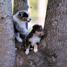 Miniature American Shepherd Puppies from Southern Star Miniature American Shepherds