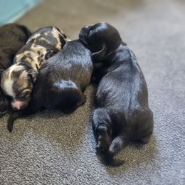 Cockapoo puppies from Jade