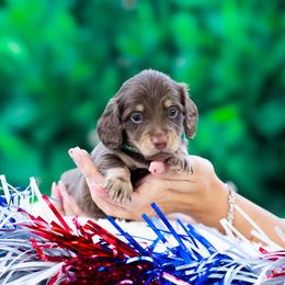 Risotto - Chocolate and tan male Dachshund puppy in Fort Myers, Florida from Blossom Paws