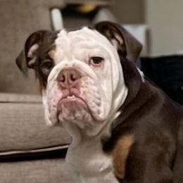 Bulldogs from Tyler's Bulldogs