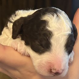 Scotty - Parti male Goldendoodle puppy in Surprise, Arizona from Arizona West Valley Goldendoodles