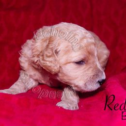 Labradoodle Puppies from Echoing Meadows