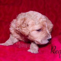 Labradoodle Puppies from Echoing Meadows