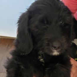 Goldendoodles and Poodles from Poodles 2 Doodles