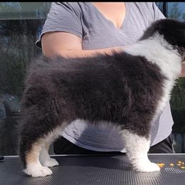 Australian Shepherd Puppies from Solace Australian Shepherds