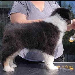 Australian Shepherd Puppies from Solace Australian Shepherds