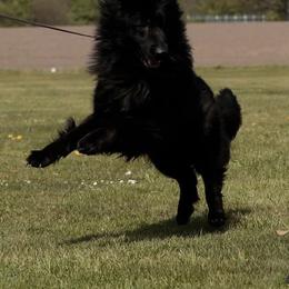 German Shepherd All Grown Up from German shepherd