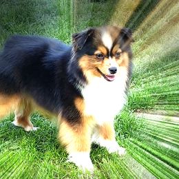  Colt  - Toy Australian Shepherd