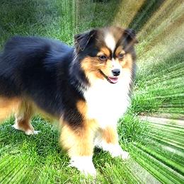  Colt  - Toy Australian Shepherd