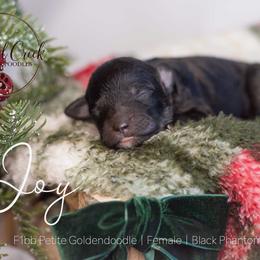 Joy - Phantom female Goldendoodle puppy in Woodruff, South Carolina from Crooked Creek Doodles and Poodles