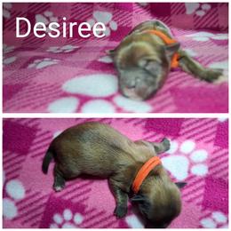 Desiree - Red gold female Lhasa Apso puppy in Cincinnati, Ohio from Shangri-La Lhasa Apsos