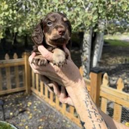 Trotter - Chocolate and tan male Dachshund puppy in Delta, Colorado from Weinderful Dachshunds