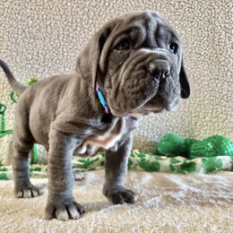 Seamus - Blue Neapolitan Mastiff puppy in Canyon, Texas from Mastini Della Forte
