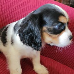 Cavalier King Charles Spaniel Puppies from Duchess Cavaliers