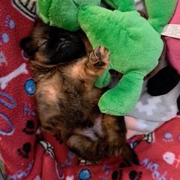 Brussels Griffon Puppies from Brussels and Broodle's and Shiffon's oh my