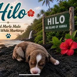 Australian Shepherd Puppies from Aussomely Yours, Australian Shephers