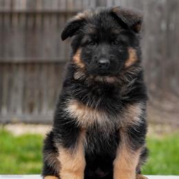 Red collar - Black and red female German Shepherd puppy in Plumas Lake, California from Zwinger Vom Greifjäger