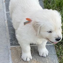 Golden Retriever and Jack Russell Terrier Puppies from Shelby Burleson's Golden Retrievers and Jack Russell Terriers