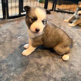 Suki - Tri-color female Pomsky puppy in Mount Washington, Kentucky from My Perfect Pomsky Pet